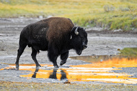 "Bison Moving at Sunset"     Hayden Valley, Yellowstone National Park, Wyoming