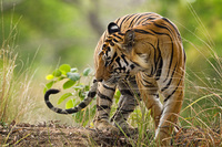 "Tiger on a Ridge"     Kanha National Park, India