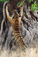 India - Tigers
