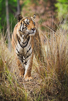 "Male Tiger Out in the Open"     Kanha National Park, India