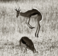 "Pronking Springbok"     Kgalagadi Transfrontier Park, South Africa