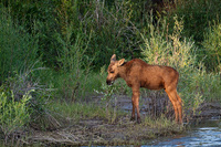 "Moose Calf Feeding (At the Willow's Edge)"     Grand Teton National Park, Wyoming