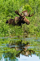 "Bull Moose III"     Grand Teton National Park, Wyoming