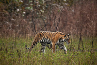 "Tigress - Early Morning"     Kanha National Park, India