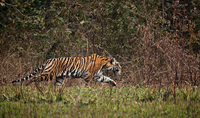 "Kanha Tigress Stalking II"     Kanha National Park, India