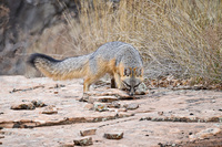 "Gray Fox on the Prowl"     Zion National Park, Utah