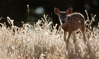 "Fawn III"     Oak Savanna, California