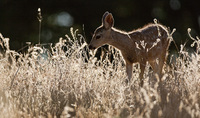 "Fawn II"     Oak Savanna, California