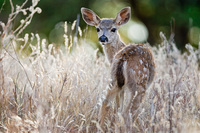 "Fawn I"     Oak Savanna, California