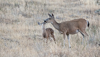 "Fawn and Doe I"     Oak Savanna, California