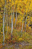 "Upper Grand Teton NP Fall Scene III"     Grand Teton National Park, Wyoming