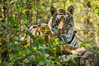 "Tiger Cub in Forest II"     Bandhavgarh National Park, India