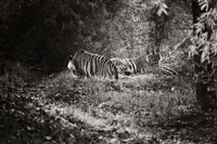 "Subadult Tigers (Sepia)"     Bandhavgarh National Park, India