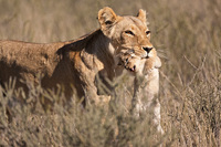 "Lioness Moving Cub III"     Kgalagadi National Park, South Africa