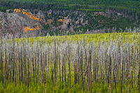 "Burned Treescape"     Yellowstone National Park, Wyoming