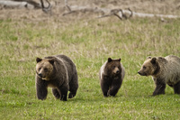 "Grizzly Bear Family I"     Yellowstone National Park, Wyoming