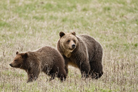 "Grizzly Sow and Cub I"     Yellowstone National Park, Wyoming