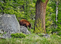 "Cinnamon Black Bear"     Yellowstone National Park, Wyoming