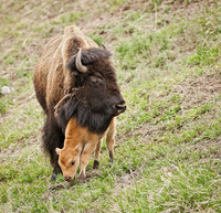 "Bison Mother and Calf"     Lamar Valley, Yellowstone National Park, Wyoming 