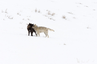 "Wolves at Play I (Druid Pack 2008)"     Lamar Valley, Yellowstone National Park, Wyoming