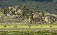 "Timeless Bison Landscape"     Yellowstone National Park, Wyoming