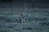 "Gray Wolf in Fading Light"     Yellowstone National Park, Wyoming