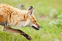 "Red Fox on The Prowl II"     Yellowstone National Park, Wyoming