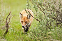 "Red Fox on The Prowl I"     Yellowstone National Park, Wyoming