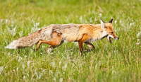 "Red Fox in a Meadow"     Yellowstone National Park, Wyoming