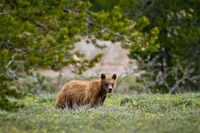 "Grizzly Cub (Offspring of 399)"     Grand Teton National Park, Wyoming