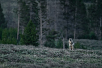 "Gray Wolf Howling at Dusk I"     Yellowstone National Park, Wyoming