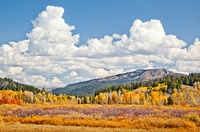 "Fall Color Wheel"     Grand Teton National Park, Wyoming