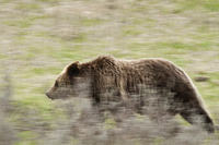 "Grizzly Bear Moving Through Sage Brush"     Yellowstone National Park, Wyoming