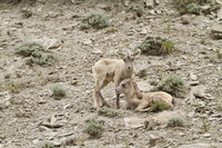 "Bighorn Ewes II"     Yellowstone National Park, Wyoming