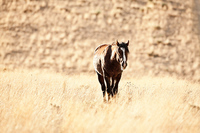 "Lone Mustang in the Late Afternoon"     Southern Wyoming