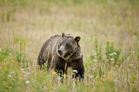 "Grizzly (610) Out in The Open"     Grand Teton National Park, Wyoming