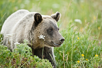 "Grizzly Cub Portrait"     Grand Teton National Park, Wyoming