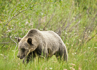 "Grizzly Cub on The Move"     Grand Teton National Park, Wyoming