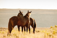 "Early Morning Mustang 'Kiss'"     Southern Wyoming
