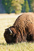 "Bison Feeding on Antelope Flats"     Grand Teton National Park, Wyoming