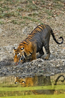 "Young Tigress Drinking At Waterhole"     Kanha National Park, India