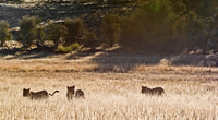 "Backlit Subadult Lions"     Kgalagadi Transfrontier Park, South Africa