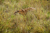 "Male Tiger Stalking"     Kanha National Park, India