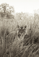 "Male Tiger Sitting in Grass III"     Kanha National Park, India