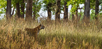 "Male Tiger Patrolling III"     Kanha National Park, India