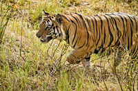 "Male Tiger Hunting Chital"     Kanha National Park, India