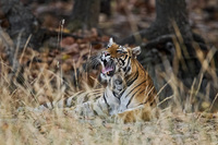 "Tigress Yawning"     Bandhavgarh National Park, India