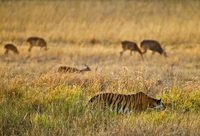 "Tigress - Evening Stalk VI"     Bandhavgarh National Park, India