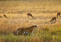 "Tigress - Evening Stalk V"     Bandhavgarh National Park, India