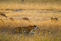 "Tigress - Evening Stalk IV"     Bandhavgarh National Park, India